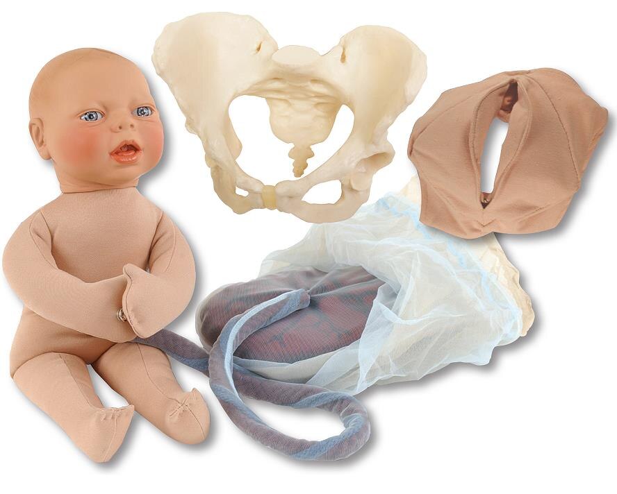 Childbirth Model Set with Beige Foetal Model