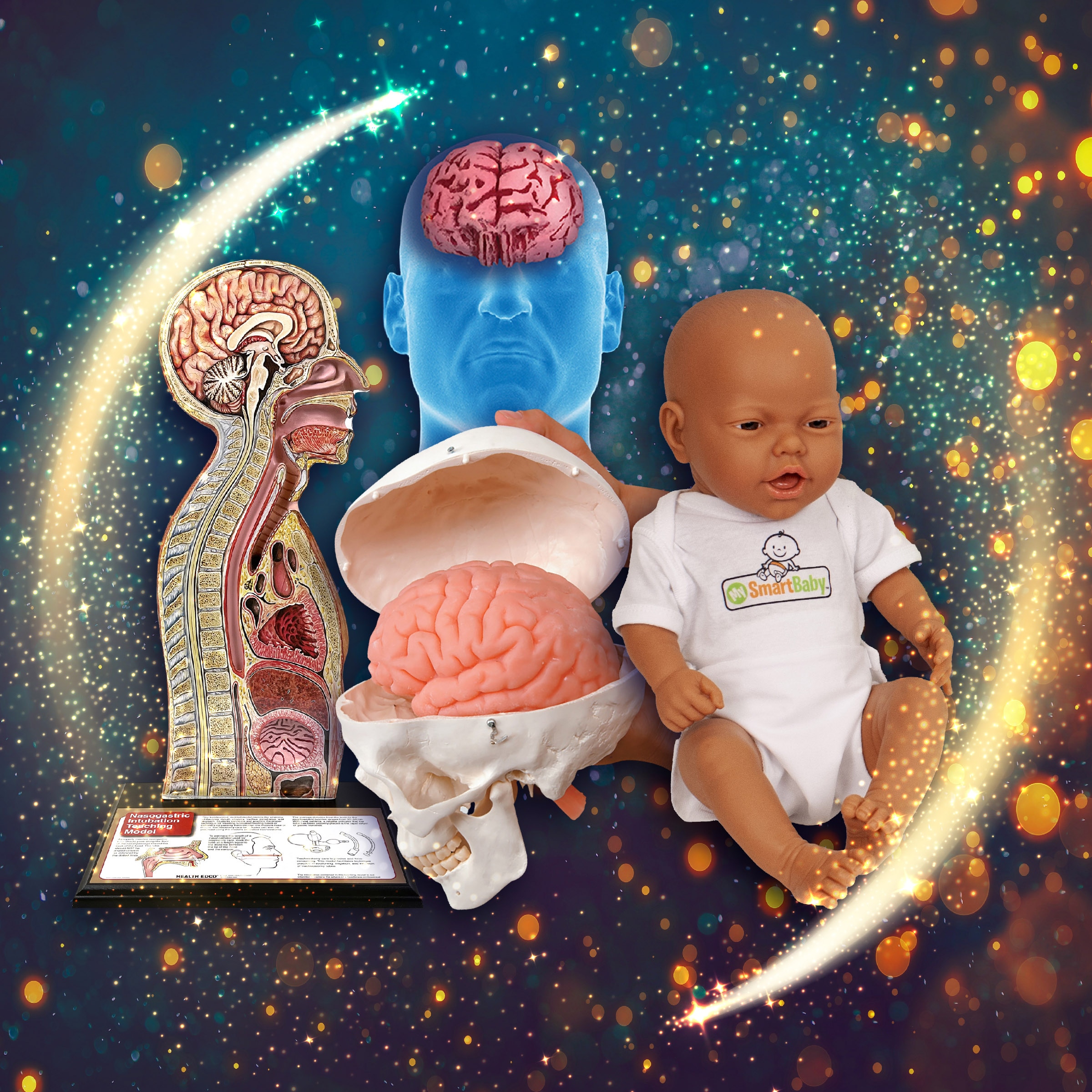 Holiday magic with health education materials and models from Health Edco