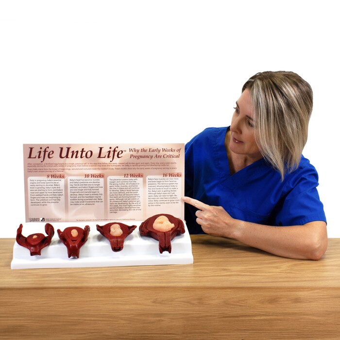 Life Unto Life: The Early Weeks of Pregnancy Display, health education foetal and uterus models, Childbirth Graphics, 22773