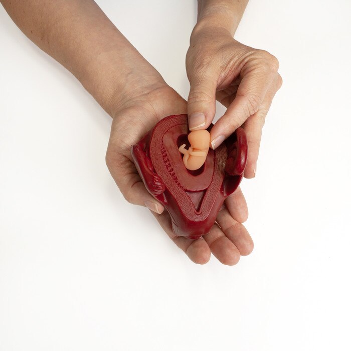 Life Unto Life: The Early Weeks of Pregnancy Display, hand holding 10-week foetus & uterus models, Childbirth Graphics, 22773