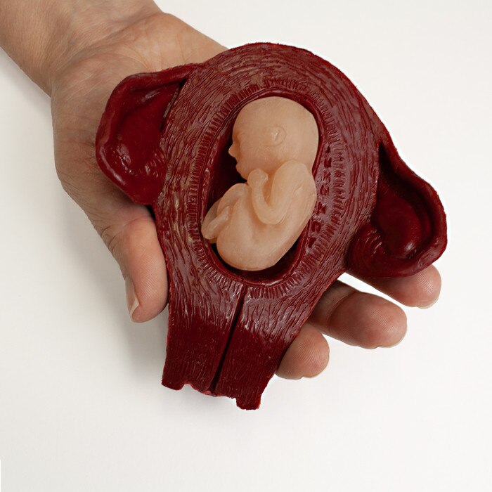 Life Unto Life: The Early Weeks of Pregnancy Display, hand holding 12-week foetus & uterus models, Childbirth Graphics, 22773