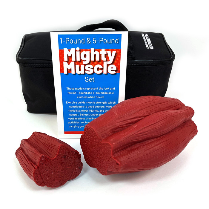 Might Muscle Set, 1 lb and 5 lb by Health Edco for health education, realistic-feeling models of muscle while flexed, 26023