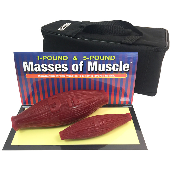 masses of muscle model set, look and feel of 1 and 5 pound muscles at rest, Health Edco, 26038