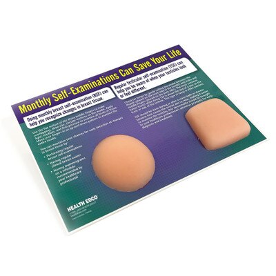 Nonsexual BSE / TSE Model, Health Edco breast self-exam and testicular self-exam palpable health education models, 26420