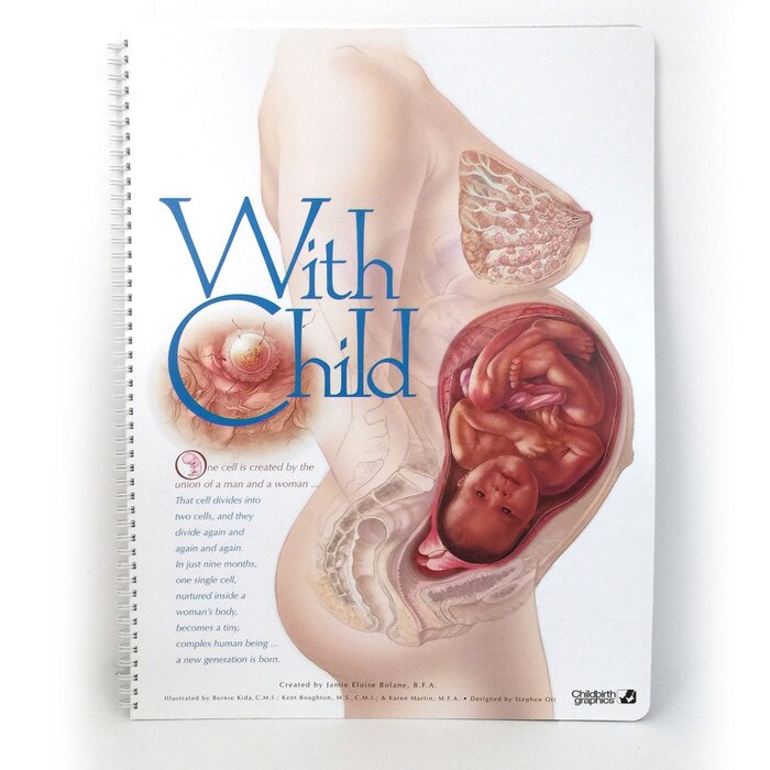 With Child Life-Size spiral-bound display cover, pregnant torso with full term foetus, Childbirth Graphics, 43319