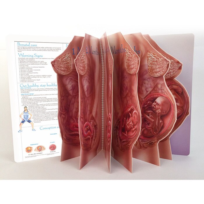 With Child Life-Size Display pages fanned out of pregnant torsos die cut of foetal development, Childbirth Graphics, 43319