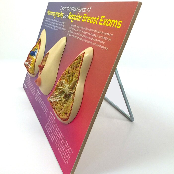 Learn the Importance of Mammography Display, side view of women's breast health education display, Health Edco, 51200