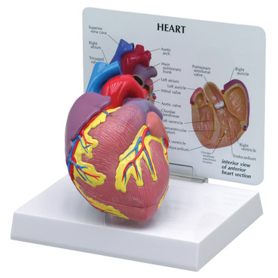 3D Heart Model with standup card diagram showing interior and exterior with parts identified, Health Edco, 52424