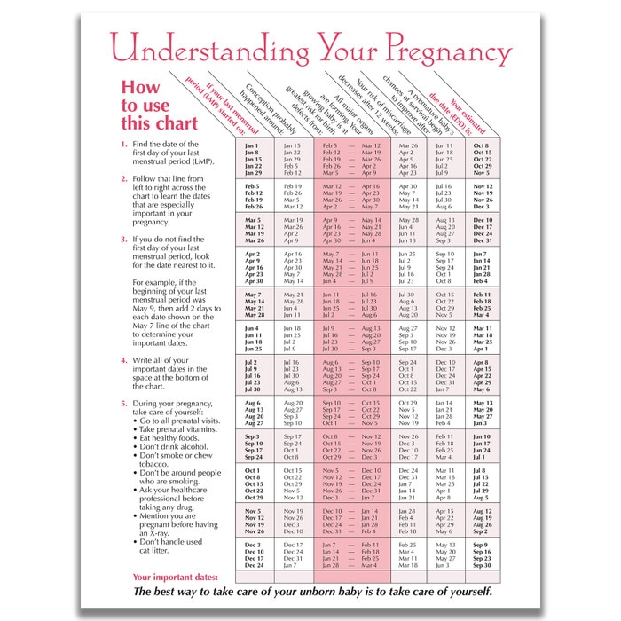 Timeline of Pregnancy educational tear pad from Childbirth Graphics, back side with estimated due date chart, 52536