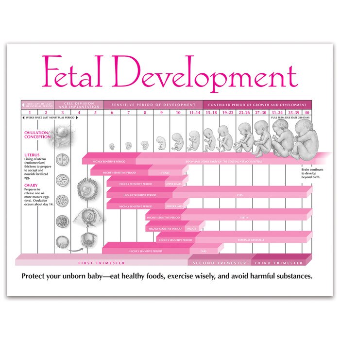 Fetal Development Tear Pad from Childbirth Graphics with educational and illustrated foetal development timeline, 52554