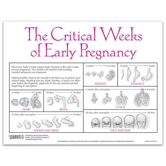 Fetal Development Tear Pad from Childbirth Graphics, back of pad with foetal organ development in critical weeks, 52554