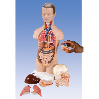 Half Size Mini Torso Anatomy Model Health Edco