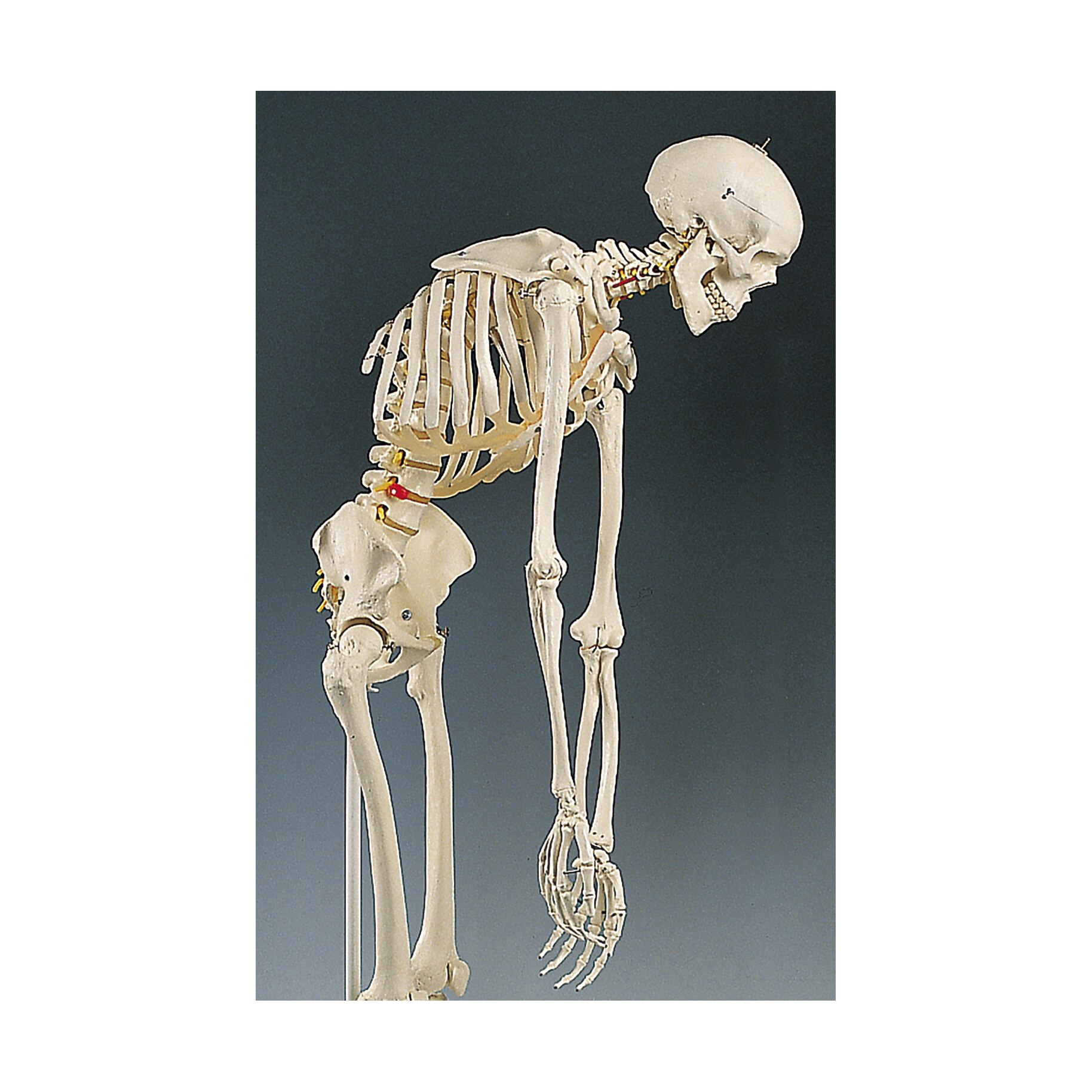 Human Skeleton With Flexible Spine Model | Health Edco