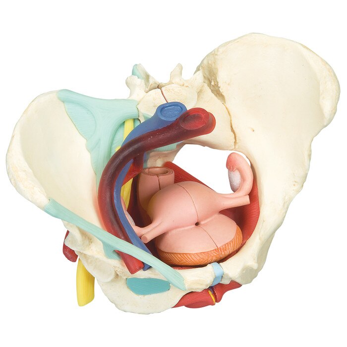 Female Pelvis with Ligaments, Nerves, Pelvic Floor, and ...