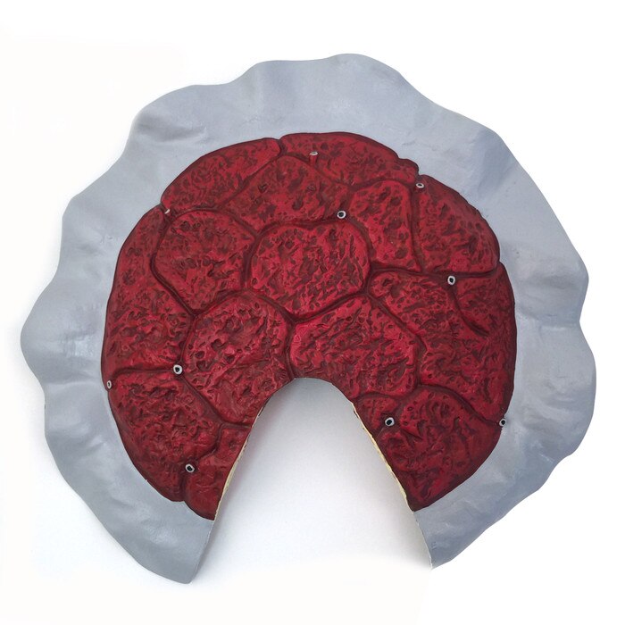 Placenta Circulation Model for childbirth education from Childbirth Graphics shown from the back of the placenta, 54256