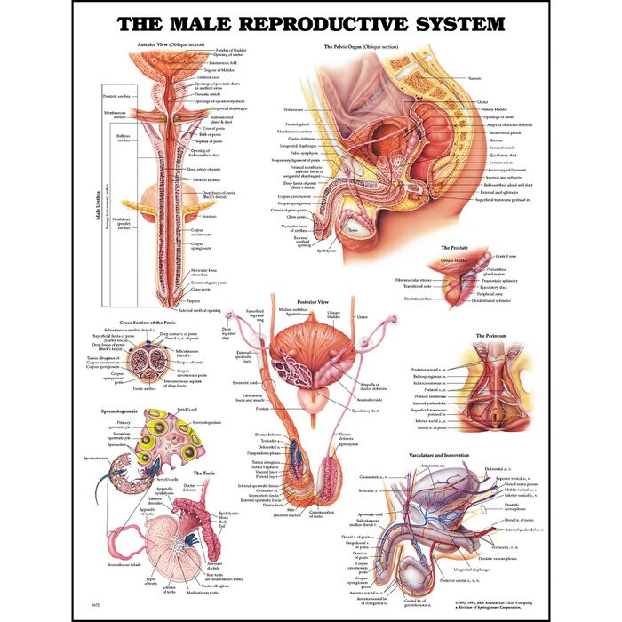 Anatomy Chart: The Male Reproductive System  Health Edco