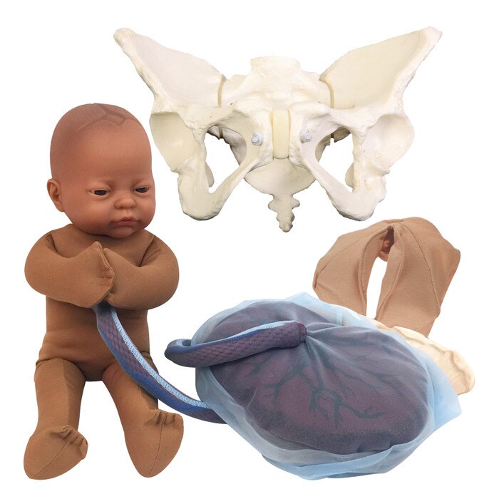 Deluxe Childbirth Model Set, Brown Childbirth Graphics