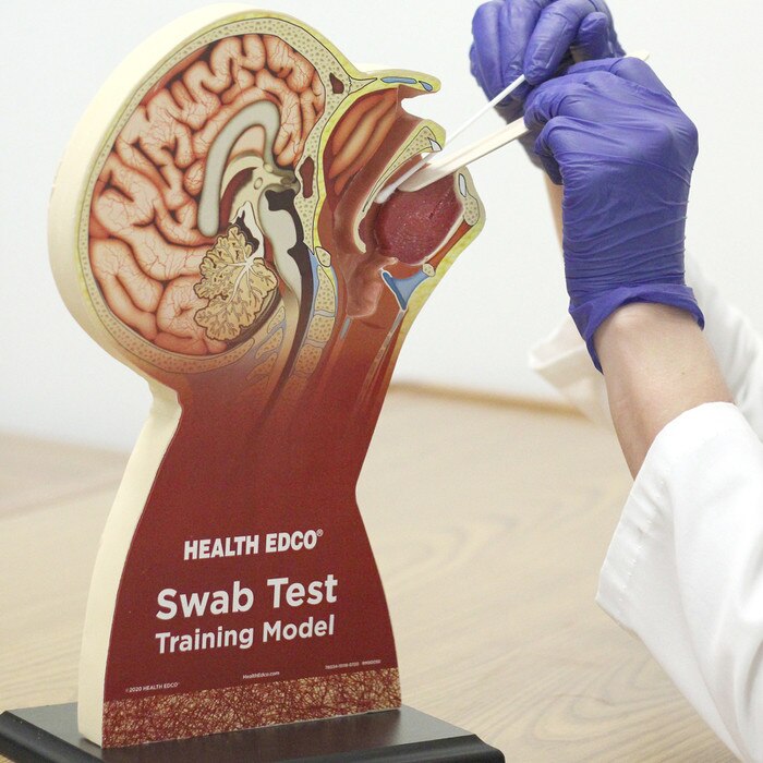 Swab Test Training Model for healthcare training by Health Edco, model used to demonstrate throat swab testing, 78034