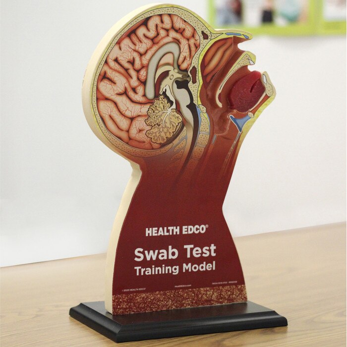 Swab Test Training Model for healthcare training from Health Edco to teach nasopharyngeal and throat swab testing, 78034