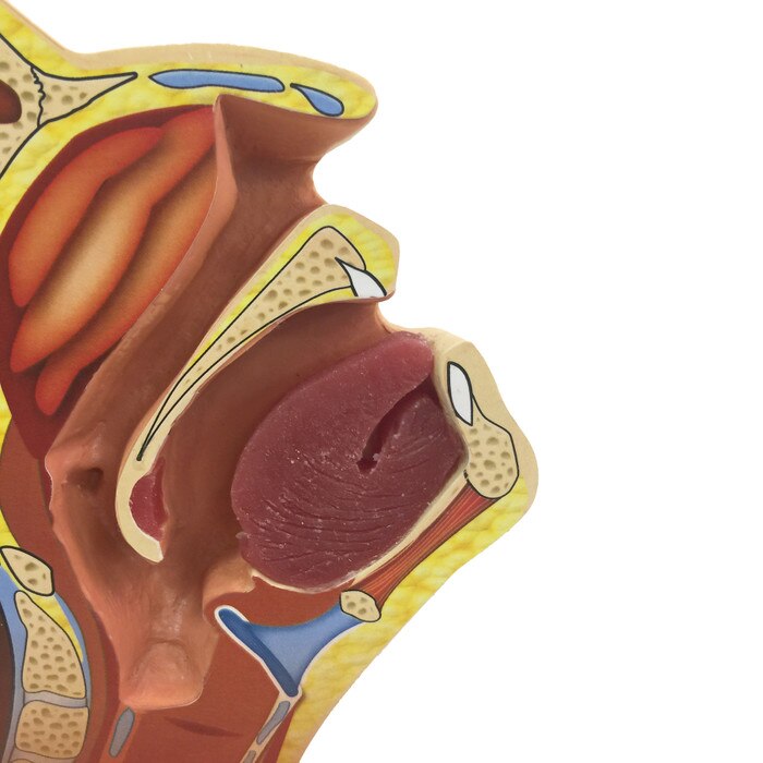 Swab Test Training Model for health training by Health Edco, close up of model's nasal and oral cavities with tongue, 78034