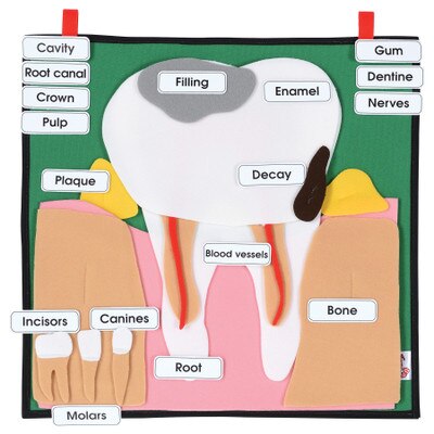Big Tooth Model hanging display for PSHE and oral and dental health education to teach of dental and teeth anatomy, 78856