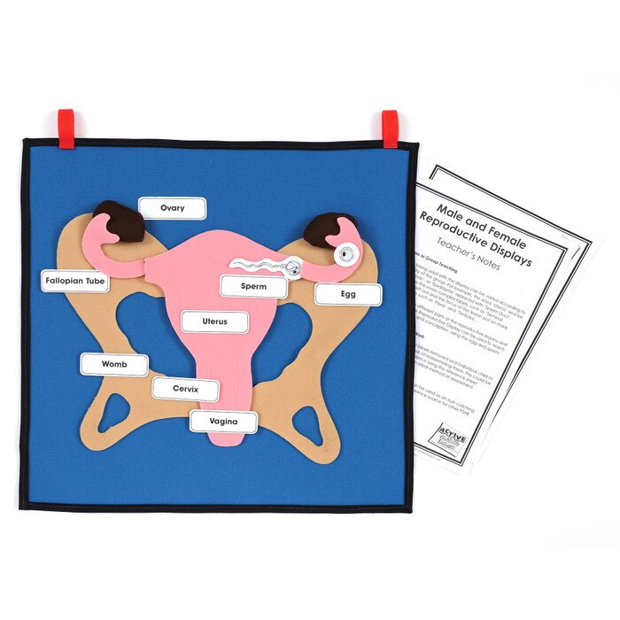Female Reproductive System Display for RSE | Health Edco
