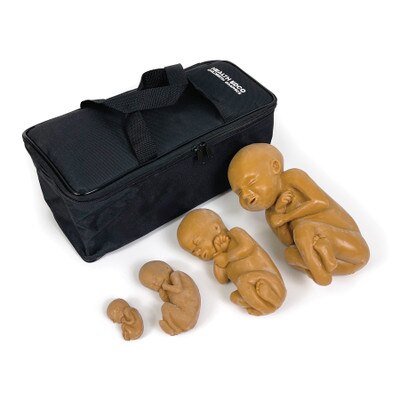 Foetus Model Set, Brown, four brown skin tone childbirth education foetal models with case, Childbirth Graphics, 79000