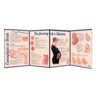 Conception to Birth Folding Display, childbirth education display covering foetal development, Childbirth Graphics, 79020