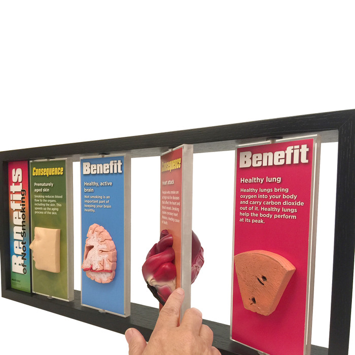 Benefits of Not Smoking 3-D Display for health education with body organ models, tobacco education models, Health Edco, 79032