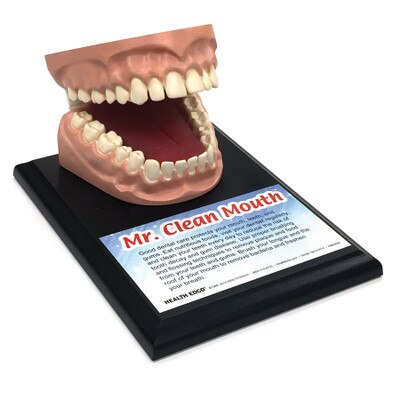 Mr. Clean Mouth, large dental health model of teeth, upper and lower palate for health education, Health Edco 79158