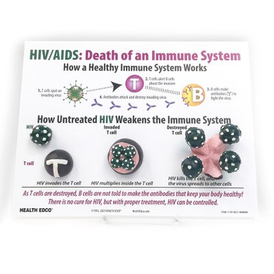 Hiv Aids The Immune System Easel Display Health Edco