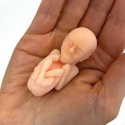 12-Week Foetus Model in hand, Childbirth Graphics lifelike childbirth education model to depict foetal development, 79833