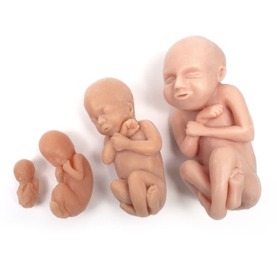 Foetus Model Set, four beige foetal models at 12, 16, 22 & 30 weeks, childbirth education models, Childbirth Graphics, 79867