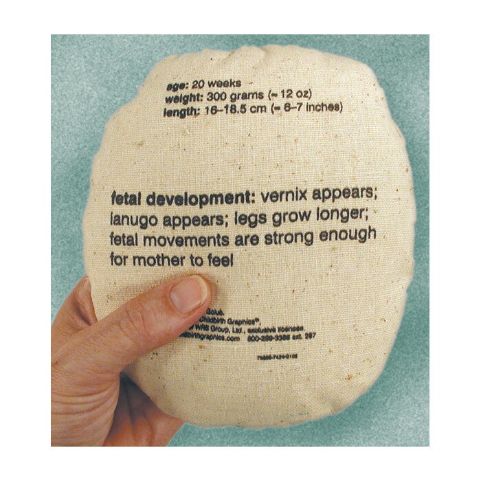 Womb to Grow Model Set, back of pillowlike 20 week fetal model with foetal development information, Childbirth Graphics, 79869