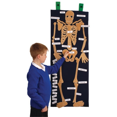 Bag of Bones anatomy and PSHE education resource, pupil adding labels to identify different bones of a human skeleton, 79994