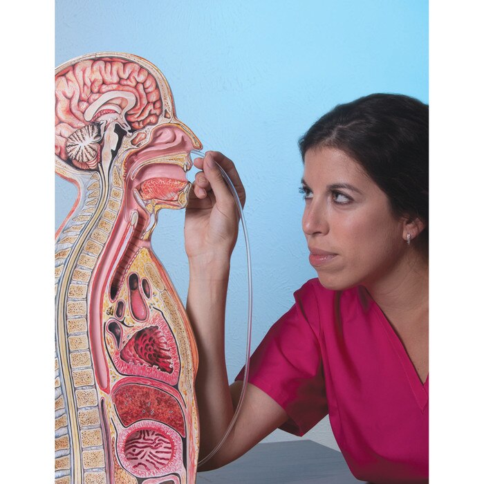 Nasogastric Intubation Model, medical health training model of patient profile with anatomical landmarks, Health Edco 84087