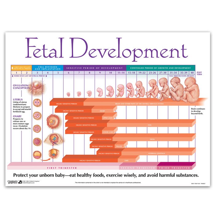 Fetal Development Chart pregnancy education teaching material from Childbirth Graphics showing weekly foetal growth, 90821