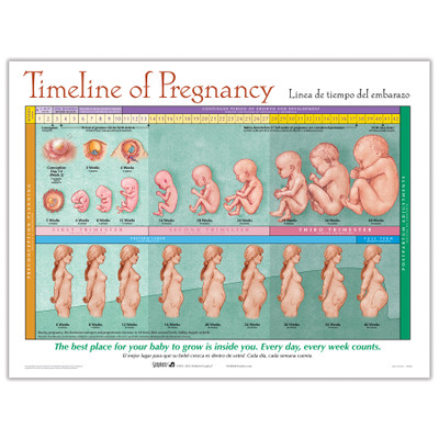 Timeline of Pregnancy Chart from Childbirth Graphics showing foetal development and parallel maternal uterine growth, 90823